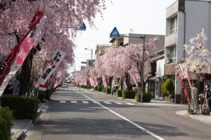 伊奈波神社参道　桜まつり　4月春の花、岐阜県岐阜市の観光・撮影スポットの画像と写真