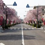 伊奈波神社参道　桜まつり　3月　4月　岐阜県岐阜市の観光・撮影スポットの画像と写真