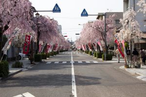 伊奈波神社参道　桜まつり　3月　4月　岐阜県岐阜市の観光・撮影スポットの画像と写真