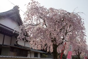 伊奈波神社参道　桜まつり　4月春の花、岐阜県岐阜市の観光・撮影スポットの画像と写真