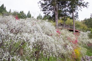 上中のしだれ桃　花桃　4月　愛知県豊田市の観光・撮影スポットの画像と写真