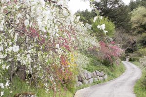 上中のしだれ桃　花桃　4月　愛知県豊田市の観光・撮影スポットの画像と写真