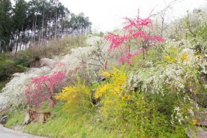 上中のしだれ桃　花桃　4月　愛知県豊田市の観光・撮影スポットの画像と写真