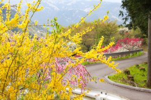 上中のしだれ桃　花桃　4月　愛知県豊田市の観光・撮影スポットの画像と写真