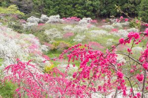 上中のしだれ桃　花桃　4月　愛知県豊田市の観光・撮影スポットの画像と写真上中のしだれ桃　花桃　4月　愛知県豊田市の観光・撮影スポットの画像と写真