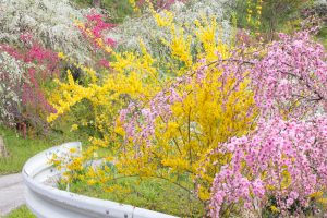 上中のしだれ桃　花桃　4月　愛知県豊田市の観光・撮影スポットの画像と写真