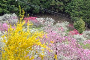 上中のしだれ桃　花桃　4月　愛知県豊田市の観光・撮影スポットの画像と写真