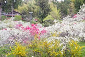 上中のしだれ桃　花桃　4月　愛知県豊田市の観光・撮影スポットの画像と写真