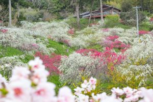 上中のしだれ桃　花桃　4月　愛知県豊田市の観光・撮影スポットの画像と写真上中のしだれ桃　花桃　4月　愛知県豊田市の観光・撮影スポットの画像と写真