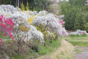 上中のしだれ桃　花桃　4月　愛知県豊田市の観光・撮影スポットの画像と写真上中のしだれ桃　花桃　4月　愛知県豊田市の観光・撮影スポットの画像と写真
