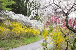 上中のしだれ桃　花桃　4月　愛知県豊田市の観光・撮影スポットの画像と写真