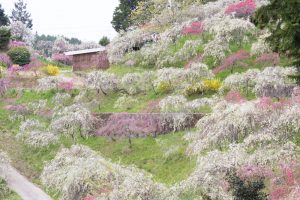 上中のしだれ桃　花桃　4月　愛知県豊田市の観光・撮影スポットの画像と写真上中のしだれ桃　花桃　4月　愛知県豊田市の観光・撮影スポットの画像と写真