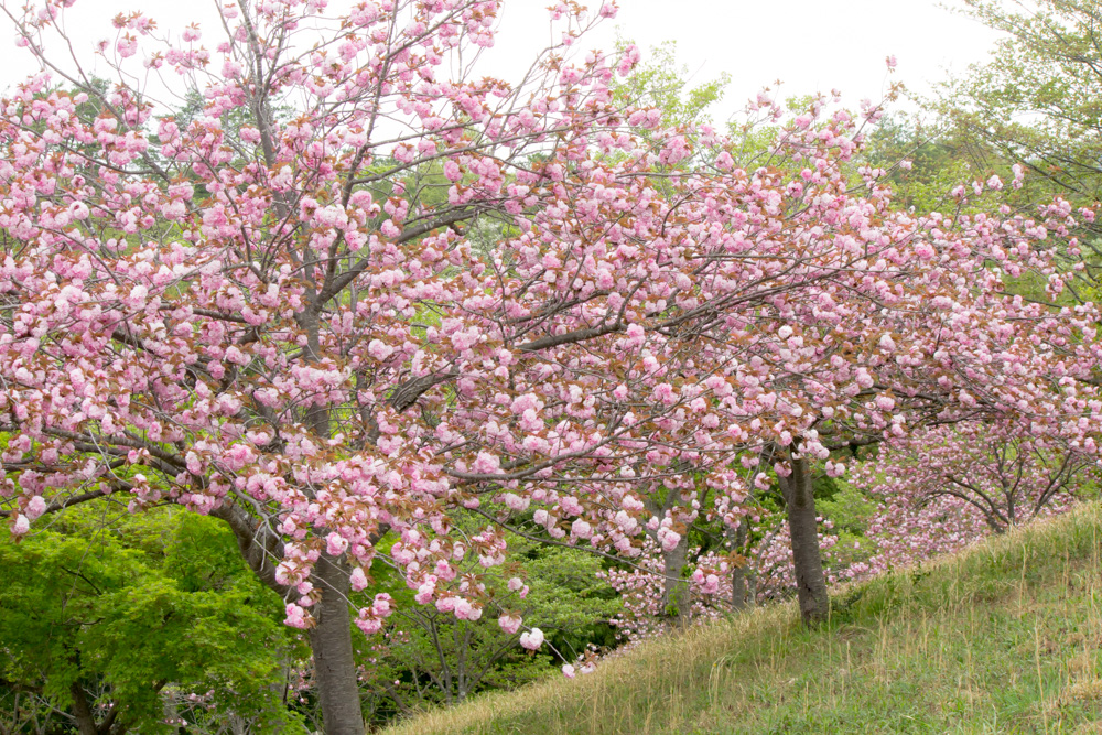 愛知県緑化センター・昭和の森　桜　3月　春の花　愛知県豊田市の観光・撮影スポットの画像と写真