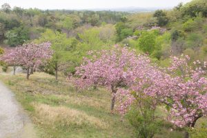愛知県緑化センター・昭和の森　桜　3月　春の花　愛知県豊田市の観光・撮影スポットの画像と写真愛知県緑化センター・昭和の森　桜　3月　春の花　愛知県豊田市の観光・撮影スポットの画像と写真