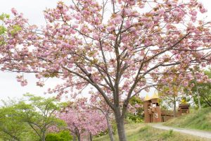 愛知県緑化センター・昭和の森　桜　3月　春の花　愛知県豊田市の観光・撮影スポットの画像と写真