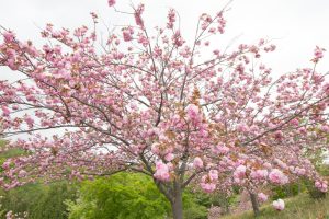 愛知県緑化センター・昭和の森　桜　3月　春の花　愛知県豊田市の観光・撮影スポットの画像と写真愛知県緑化センター・昭和の森　桜　3月　春の花　愛知県豊田市の観光・撮影スポットの画像と写真