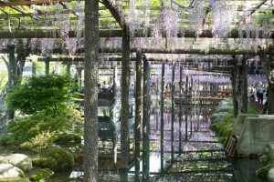 天王川公園　藤まつり　4月　春の花　愛知県津島市の観光・撮影スポットの画像と写真