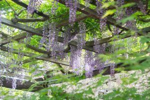 天王川公園　藤まつり　4月　春の花　愛知県津島市の観光・撮影スポットの画像と写真