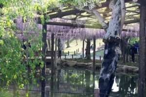 天王川公園　藤まつり　4月　春の花　愛知県津島市の観光・撮影スポットの画像と写真