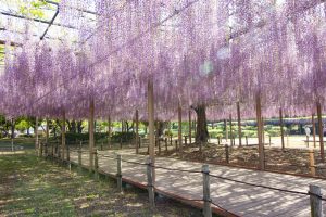 天王川公園　藤まつり　天翔の藤　4月　春の花　愛知県津島市の観光・撮影スポットの画像と写真