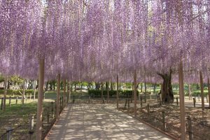 天王川公園　藤まつり　天翔の藤　4月　春の花　愛知県津島市の観光・撮影スポットの画像と写真