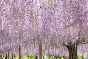 天王川公園　藤まつり　天翔の藤　4月　春の花　愛知県津島市の観光・撮影スポットの画像と写真