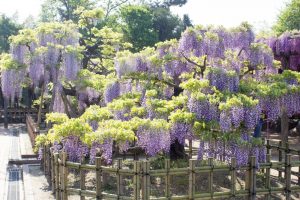 天王川公園　藤まつり　4月　春の花　愛知県津島市の観光・撮影スポットの画像と写真