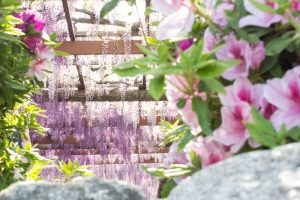 天王川公園　藤まつり　ツツジ　4月　春の花　愛知県津島市の観光・撮影スポットの画像と写真