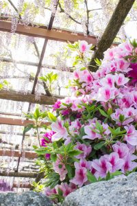 天王川公園　藤まつり　ツツジ　4月　春の花　愛知県津島市の観光・撮影スポットの画像と写真