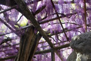 天王川公園　藤まつり　4月　春の花　愛知県津島市の観光・撮影スポットの画像と写真