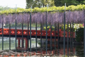 天王川公園　藤まつり　4月　春の花　愛知県津島市の観光・撮影スポットの画像と写真