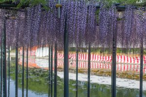 天王川公園　藤まつり　4月　春の花　愛知県津島市の観光・撮影スポットの画像と写真