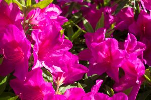 天王川公園　藤まつり　ツツジ　4月　春の花　愛知県津島市の観光・撮影スポットの画像と写真
