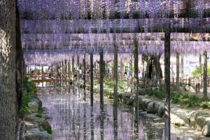 天王川公園　藤まつり　4月　春の花　愛知県津島市の観光・撮影スポットの画像と写真天王川公園　藤まつり　4月　春の花　愛知県津島市の観光・撮影スポットの画像と写真