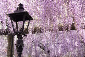 天王川公園　藤まつり　4月　春の花　愛知県津島市の観光・撮影スポットの画像と写真天王川公園　藤まつり　4月　春の花　愛知県津島市の観光・撮影スポットの画像と写真