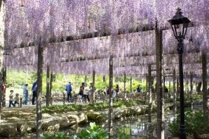 天王川公園　藤まつり　4月　春の花　愛知県津島市の観光・撮影スポットの画像と写真