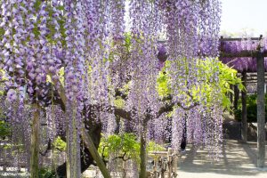 天王川公園　藤まつり　4月　春の花　愛知県津島市の観光・撮影スポットの画像と写真