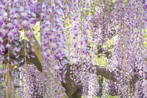 天王川公園　藤まつり　4月　春の花　愛知県津島市の観光・撮影スポットの画像と写真