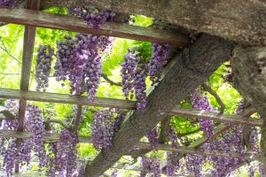 天王川公園　藤まつり　黒龍藤　4月　春の花　愛知県津島市の観光・撮影スポットの画像と写真