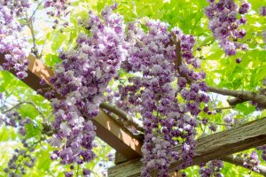天王川公園　藤まつり　黒龍藤　4月　春の花　愛知県津島市の観光・天王川公園　藤まつり　黒龍藤　4月　春の花　愛知県津島市の観光・撮影スポットの画像と写真