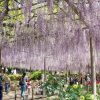 曼陀羅寺　藤まつり　九尺藤　4月　春の花　愛知県江南市の観光・撮影スポットの画像と写真