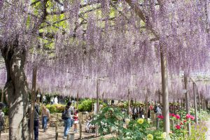 曼陀羅寺　藤まつり　九尺藤　4月　春の花　愛知県江南市の観光・撮影スポットの画像と写真