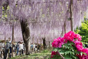 曼陀羅寺、藤まつり、九尺藤、4月春の花、愛知県江南市の観光・撮影スポットの画像と写真