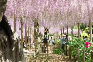 曼陀羅寺、藤まつり、九尺藤、4月春の花、愛知県江南市の観光・撮影スポットの画像と写真