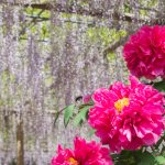 曼陀羅寺、藤まつり、九尺藤、4月春の花、愛知県江南市の観光・撮影スポットの画像と写真