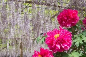 曼陀羅寺、藤まつり、九尺藤、4月春の花、愛知県江南市の観光・撮影スポットの画像と写真