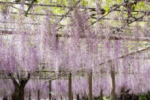 曼陀羅寺、藤まつり、九尺藤、4月春の花、愛知県江南市の観光・撮影スポットの画像と写真