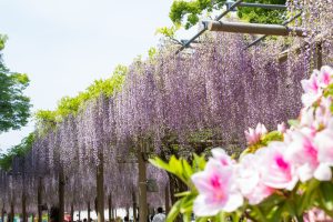 曼陀羅寺、藤まつり、九尺藤、4月春の花、愛知県江南市の観光・撮影スポットの画像と写真