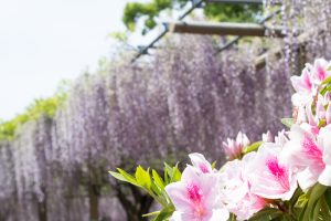 曼陀羅寺、藤まつり、九尺藤、4月春の花、愛知県江南市の観光・撮影スポットの画像と写真