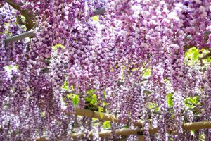 曼陀羅寺、藤まつり、九尺藤、4月春の花、愛知県江南市の観光・撮影スポットの画像と写真